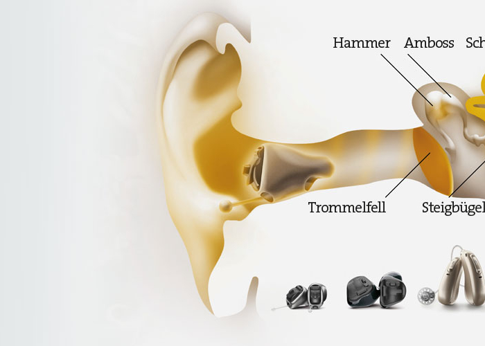 Querschnitt des Gehörs